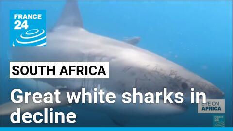 South Africa’s shark tourism in crisis as great whites disappear